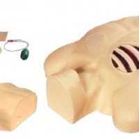 KAY-L67胸腔穿刺引流模型-胸腔闭式引流操作训练模型