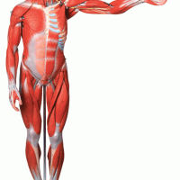 KAY/A11302-2 人体全身肌肉解剖模型（170cm）