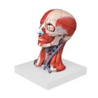 KAY-A18211头颈部肌肉、血管附脑模型-康谊公司