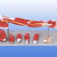 KAY-A331上肢肌肉附主要血管神经模型人体解剖模型