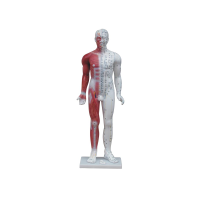 85cm人体针灸穴位模型KAY-B03人体针灸穴位模型