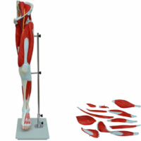 KAY-A332下肢肌肉附主要血管神经模型 大腿肌解剖模型