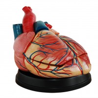 康谊牌KAY-X307C四倍大心脏解剖模型-心脏放大模型