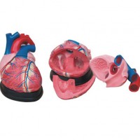 大心脏解剖模型-上海康谊医学教学仪器设备有限公司