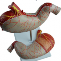 KAY/A12002胃及剖面模型-人体胃解剖模型-康谊公司