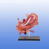 透明胃解剖模型-上海康谊医学教学仪器设备有限公司