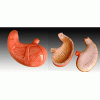 KAY-306胃解剖模型-上海康谊公司-心肺复苏模型厂家
