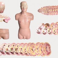 康谊牌KL1308-1人体男女性头颈部横断断层解剖模型