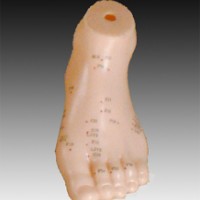 KAY-B13足针灸模型13CM足针灸穴位模型-按摩足模型