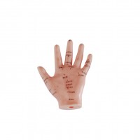 KAY-B12手针灸模型13CM中医针灸教学模型手穴位模型