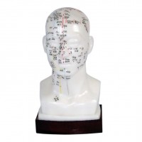 KAY-B09头针灸模型20CM头部穴位模型针灸头部训练模型