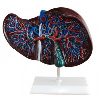 KAY-312肝解剖模型-肝与胆囊模型-肝模型-康谊公司
