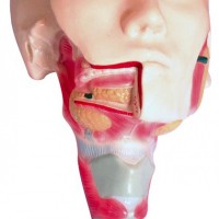康谊牌KL1080唾液腺及咽肌解剖模型-消化系统解剖模型