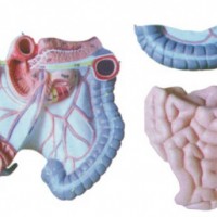 KL1085结肠空回肠解剖模型-医学教学模型-上海康谊公司
