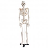 KAY/A002人体骨骼模型85CM-骨架模型-全身骨架模型