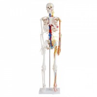 人体骨骼带心脏与血管模型85CM-人体骨架模型-康谊医学