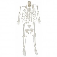 KAY-X130人体骨骼散骨模型（游离骨模型）上海康谊公司