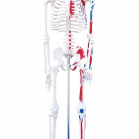 KAY/A002-1人体骨骼附肌肉起止点着色模型（85cm）
