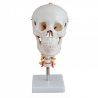KAY-X135头颅骨带颈椎模型-人体骨骼模型-上海康谊公司