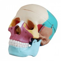 自然大彩色头颅骨模型-上海康谊医学教学仪器设备有限公司