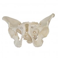 KAY-X124女性骨盆模型-人体骨骼解剖模型-上海康谊公司