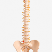 KAY-X105自然大脊椎带骨盆模型-脊柱模型-上海康谊公司