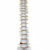 KAY-X107自然大脊柱骨模型-人体骨骼模型-医学教学模型
