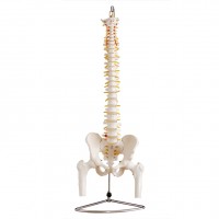 康谊KAY-X126脊柱带骨盆与股骨头模型-人体骨骼教学模型