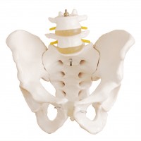 康谊牌KAY-X128自然大骨盆带二节腰椎模型-人体骨骼模型