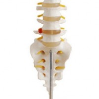 KAY-X119自然大腰椎带尾椎骨模型-尾椎骨模型-康谊公司