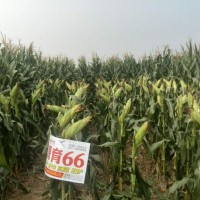 新疆玉米代耕地|陕西王冉农业公司农田代耕种源育66