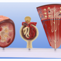 康谊牌KAY-L1132肾、肾单位、肾小球模型-肾解剖模型