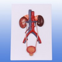 KAY-A14001泌尿系统模型-人体各大系统解剖模型