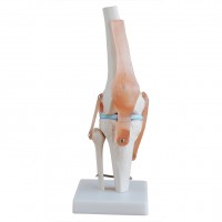 KAY-X111自然大膝关节模型带韧带-膝关节骨骼模型