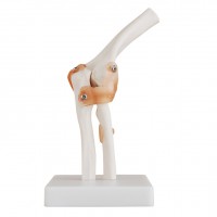 KAY-X112自然大肘关节模型带韧带-人体关节模型