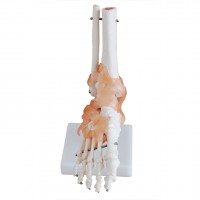 KAY-X113A自然大脚关节模型带韧带-骨骼教学模型