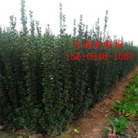 常年供应丛生北海道黄杨2.2米2.5米丛生北海道黄杨