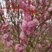 高杆樱花10公分 12公分15公分日本晚樱苗成活率高