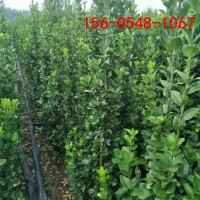 北海道黄杨带土发货2.5米3.5米-4.5米丛生北海道黄杨
