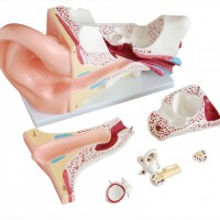 康谊牌KAY-303C新型大耳解剖模型-人体解剖医学教学模型