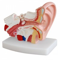 KAY-303D桌上型耳解剖模型-上海康谊医学教学模型厂家