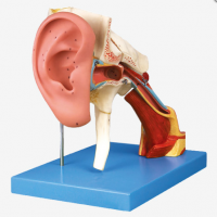 KAY/A17202耳结构放大模型-内耳结构模型-耳解剖模型
