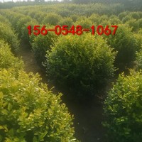 1.5米金叶榆球树苗、金叶榆球80公分～1.2米树形美观