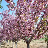供应高杆樱花13-15公分高杆樱花树18公分高杆樱花树