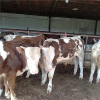 育肥养殖购买西门塔尔肉牛犊多少钱一头来山东晨旭牧业报价价格