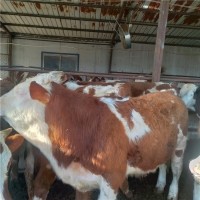肉牛西门塔尔小牛犊多少钱价格表500斤肉牛犊价格