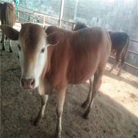 改良鲁西黄肉牛犊养殖场出售多少钱头报价表