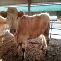 夏洛莱肉牛养殖场长期供应夏洛莱肉牛犊价格多少钱